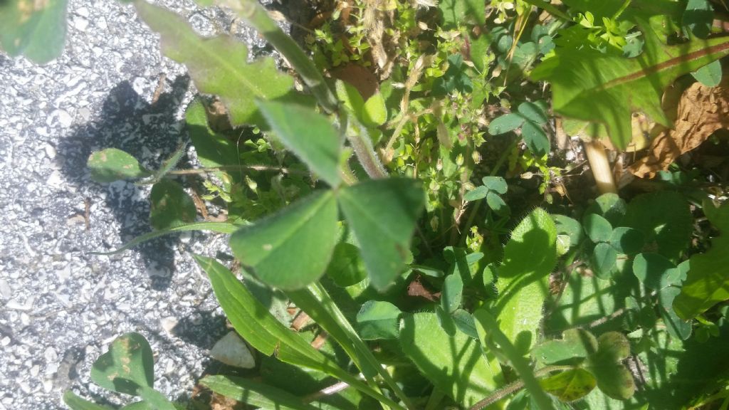 Trifolium incarnatum (Fabaceae)